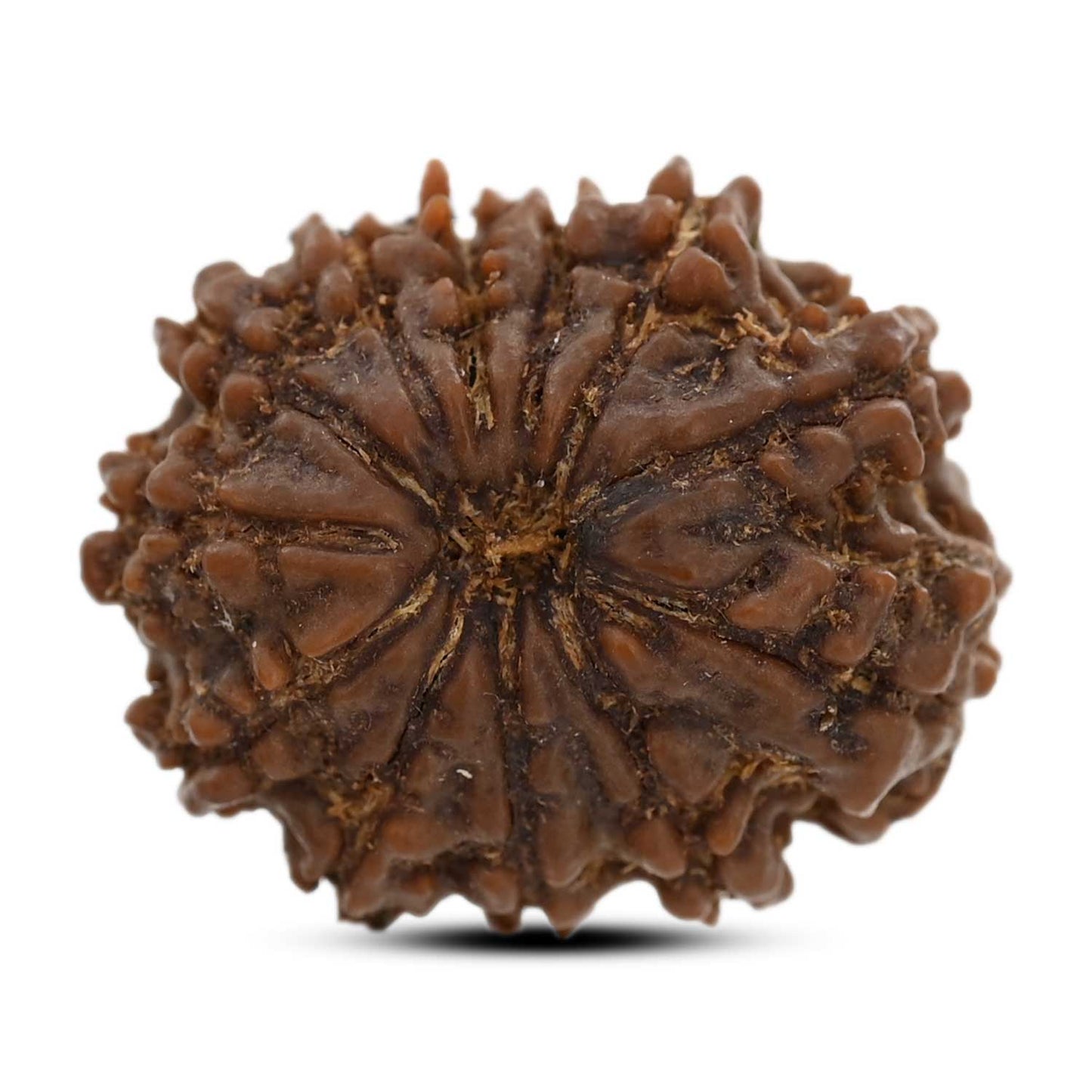 12 Mukhi Rudraksha (Nepal) 23.45 M.M.