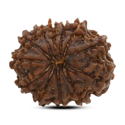 12 Mukhi Rudraksha (Nepal) 23.45 M.M.