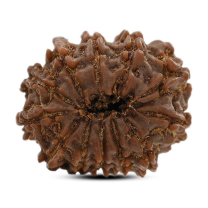 12 Mukhi Rudraksha (Nepal) 23.45 M.M.