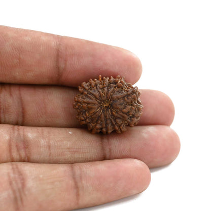 12 Mukhi Rudraksha (Nepal) 23.45 M.M.