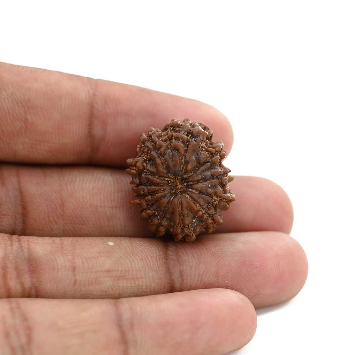 12 Mukhi Rudraksha (Nepal) 23.45 M.M.