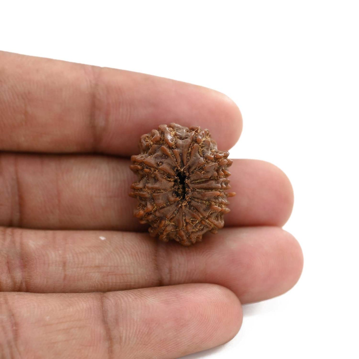 12 Mukhi Rudraksha (Nepal) 23.45 M.M.