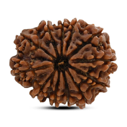 12 Mukhi Rudraksha (Nepal) 23.52 M.M.