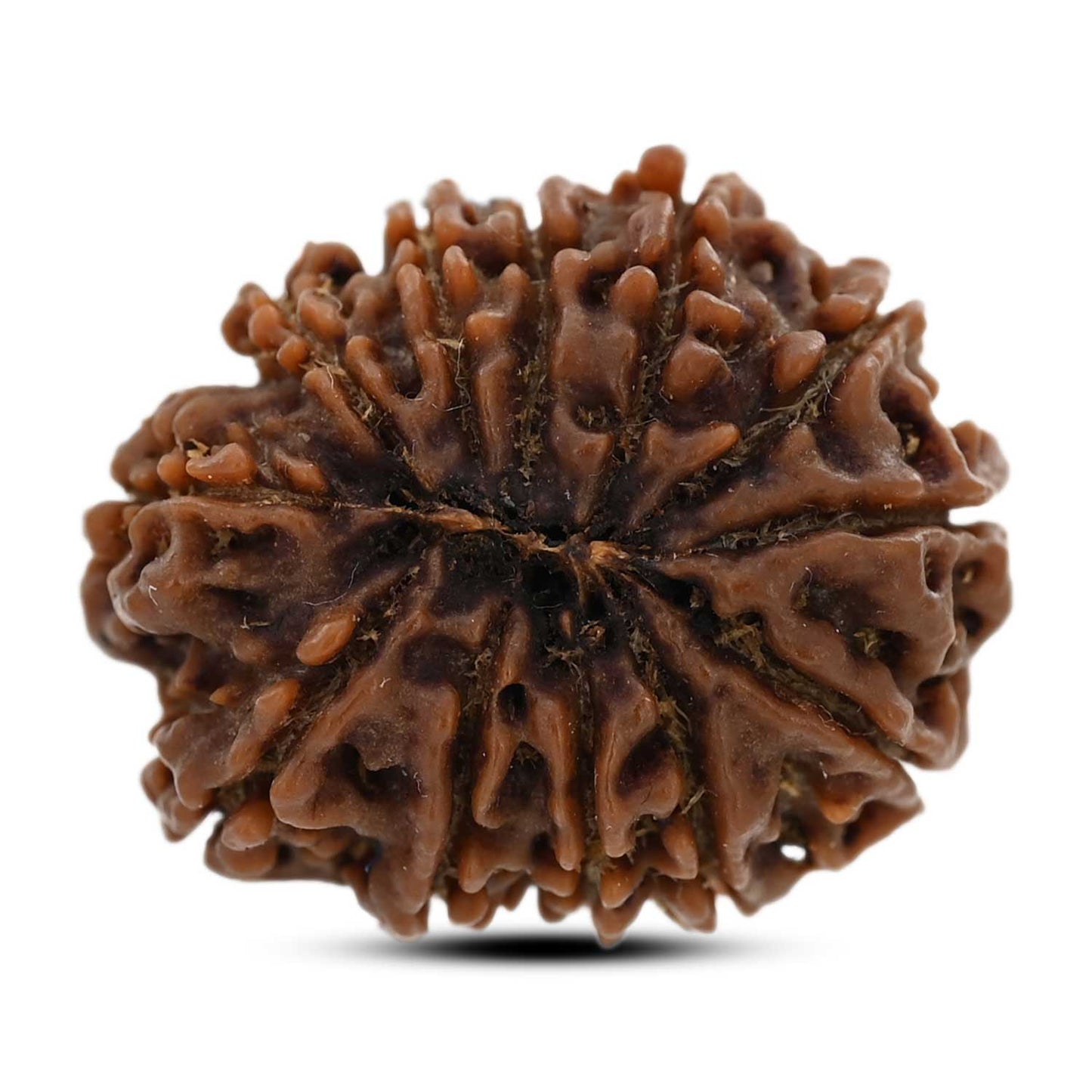 12 Mukhi Rudraksha (Nepal) 23.52 M.M.