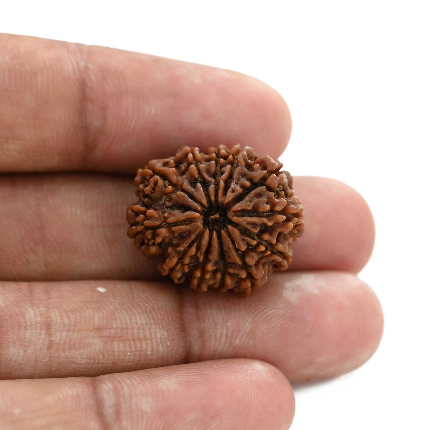 12 Mukhi Rudraksha (Nepal) 23.52 M.M.