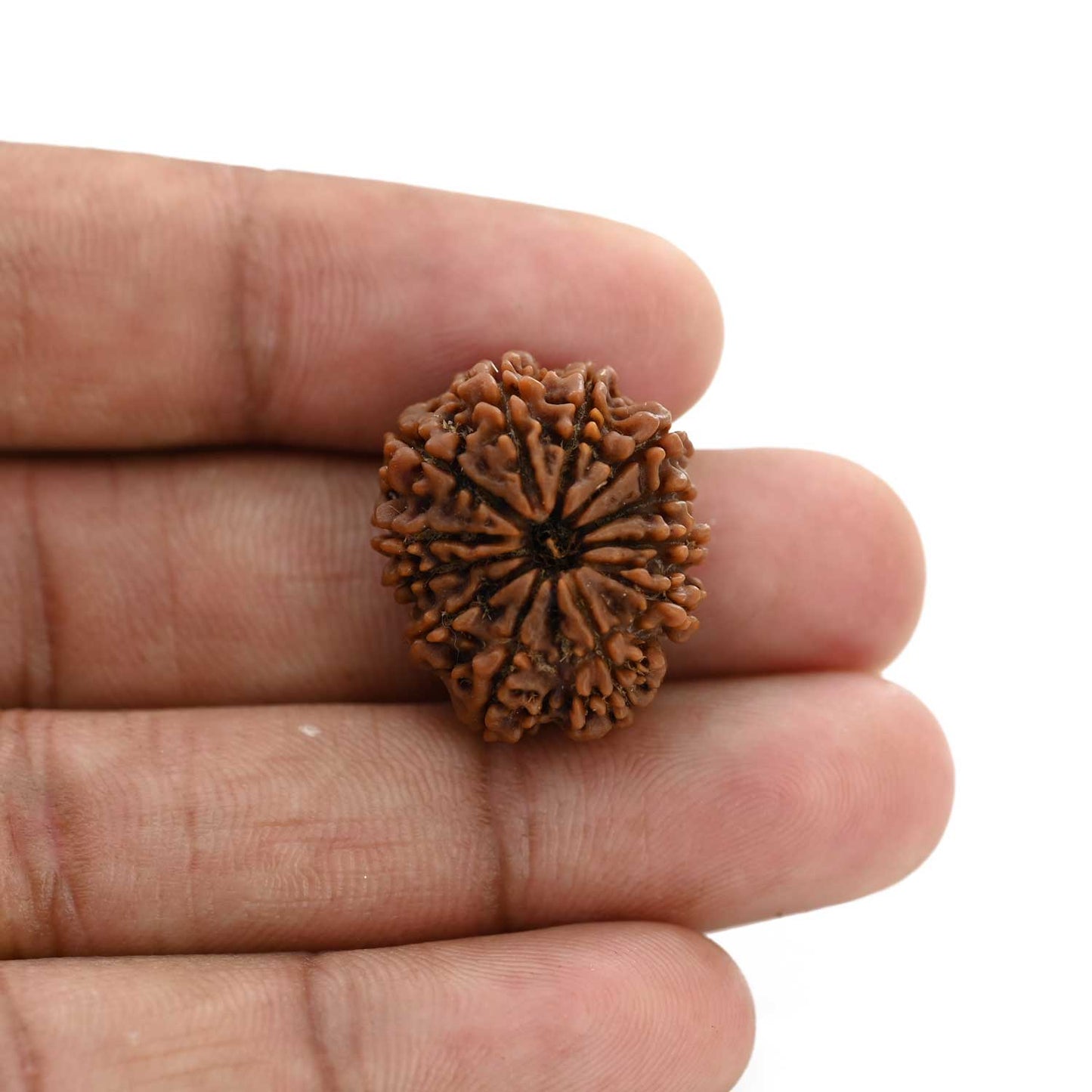 12 Mukhi Rudraksha (Nepal) 23.52 M.M.