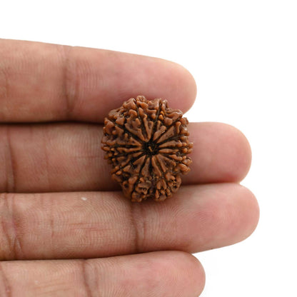 12 Mukhi Rudraksha (Nepal) 23.52 M.M.