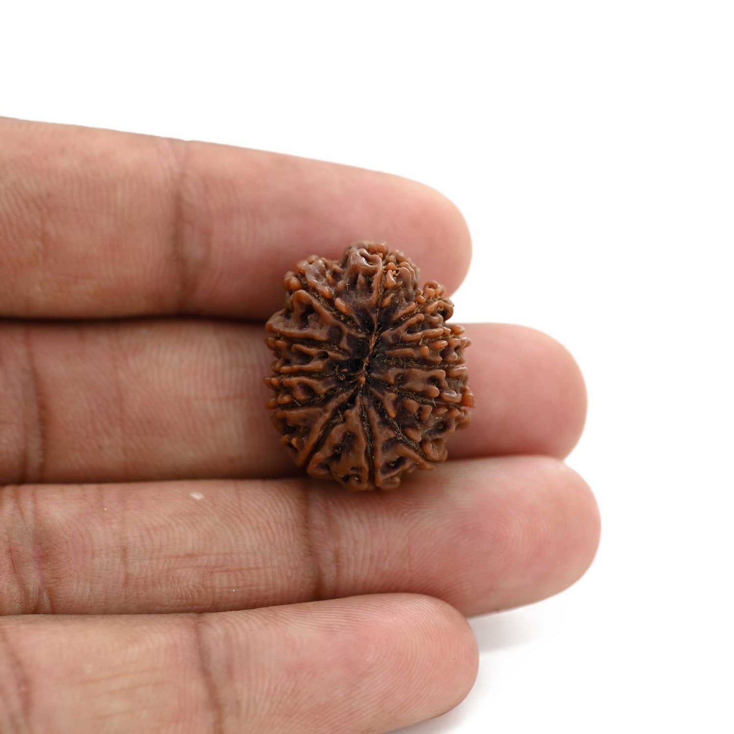 12 Mukhi Rudraksha (Nepal) 23.52 M.M.