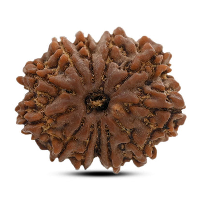 12 Mukhi Rudraksha (Nepal) 25.9 M.M.