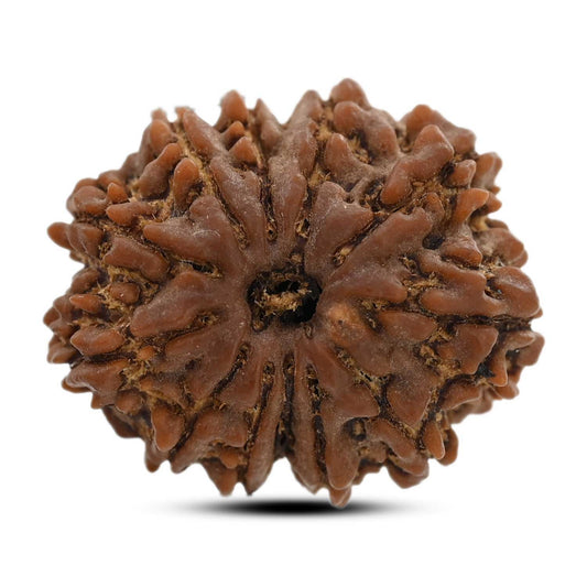 12 Mukhi Rudraksha (Nepal) 25.9 M.M.