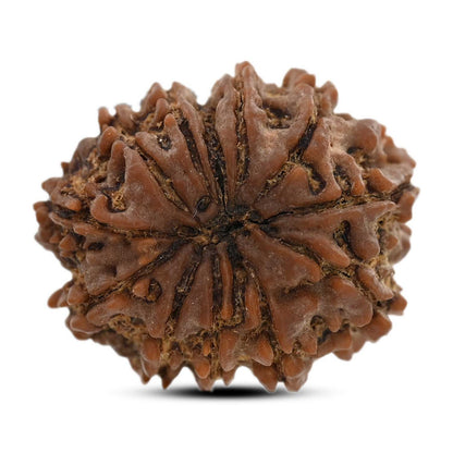12 Mukhi Rudraksha (Nepal) 25.9 M.M.