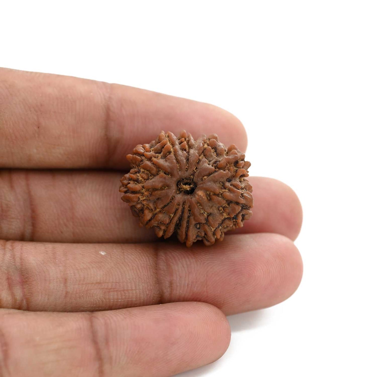 12 Mukhi Rudraksha (Nepal) 25.9 M.M.