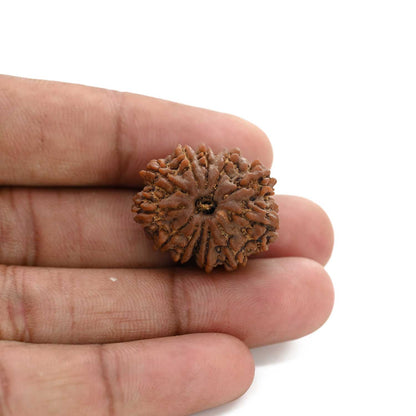 12 Mukhi Rudraksha (Nepal) 25.9 M.M.