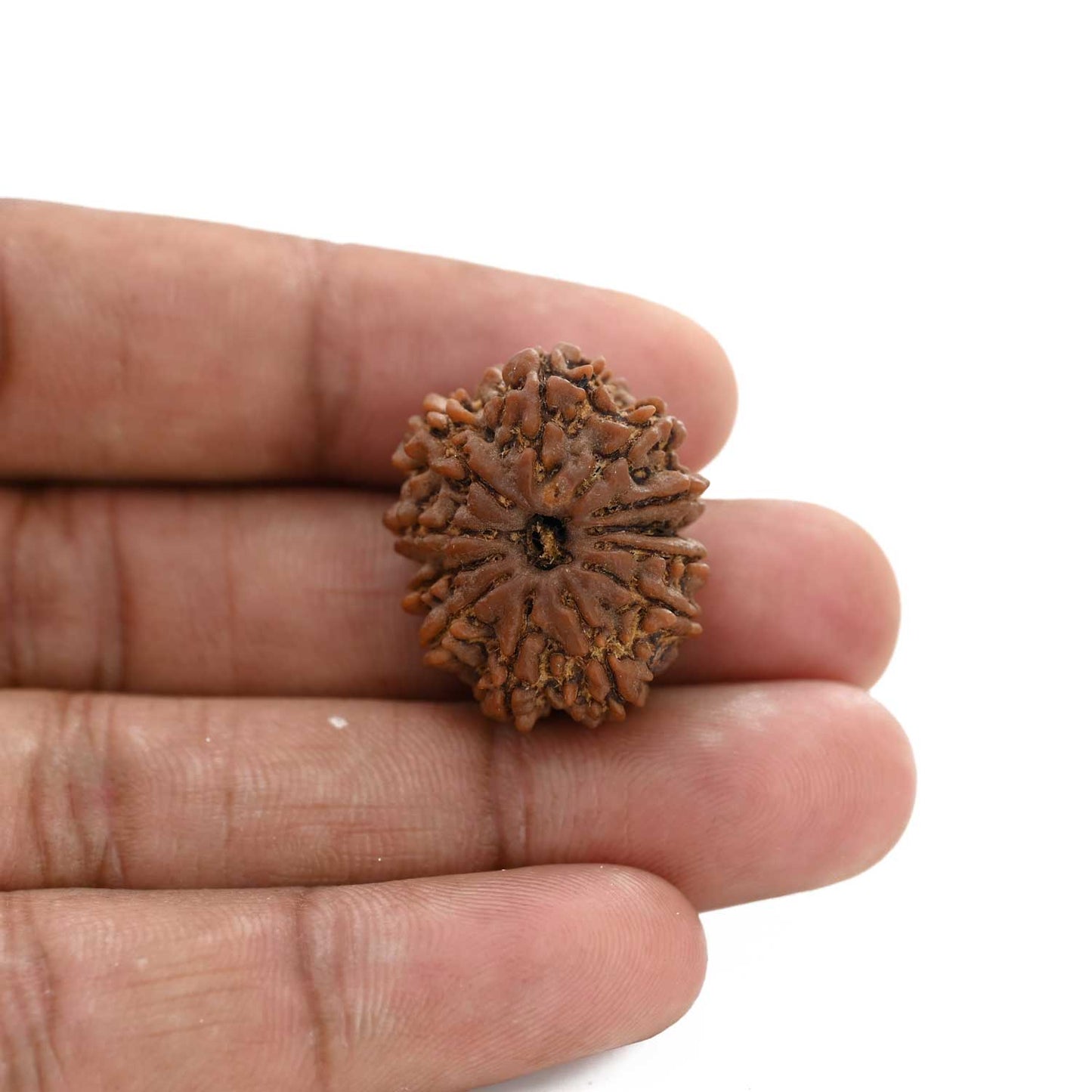12 Mukhi Rudraksha (Nepal) 25.9 M.M.