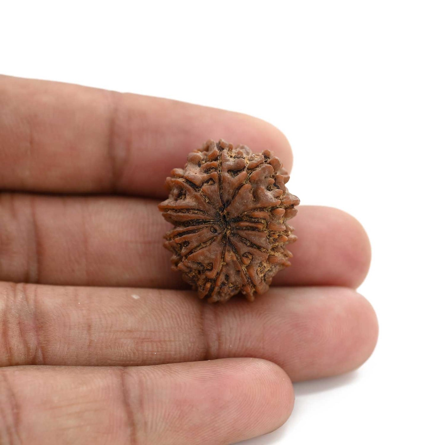 12 Mukhi Rudraksha (Nepal) 25.9 M.M.