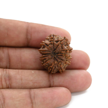 12 Mukhi Rudraksha (Nepal) 25.9 M.M.