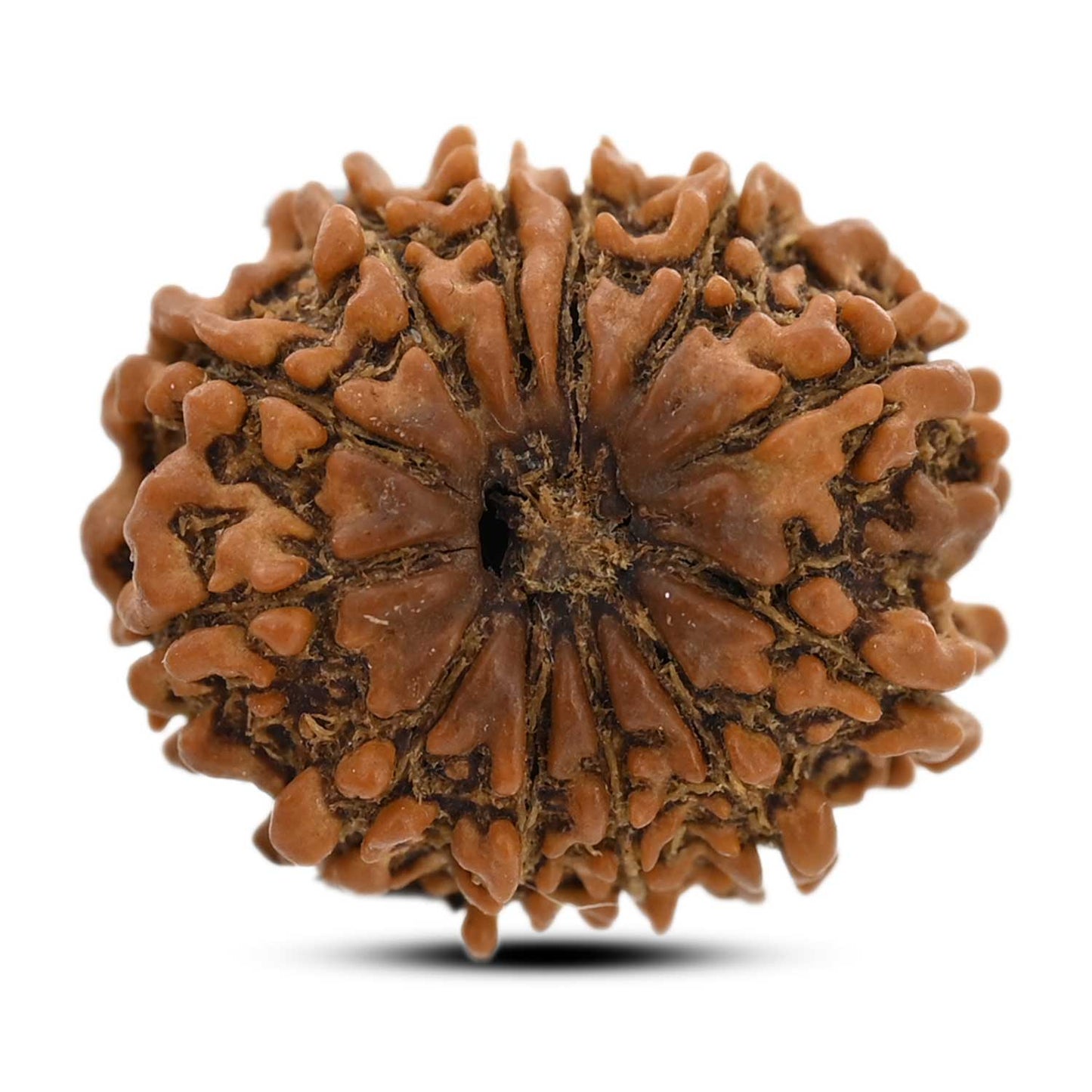 12 Mukhi Rudraksha (Nepal) 21.08 M.M.