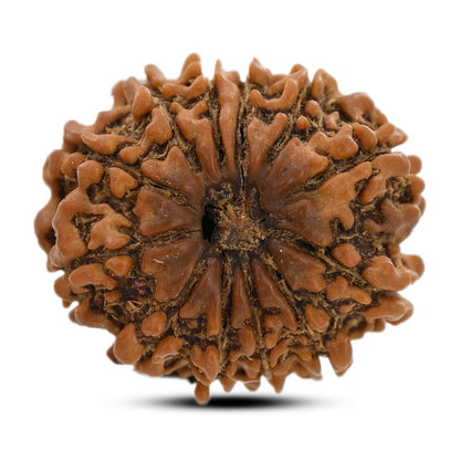 12 Mukhi Rudraksha (Nepal) 21.08 M.M.