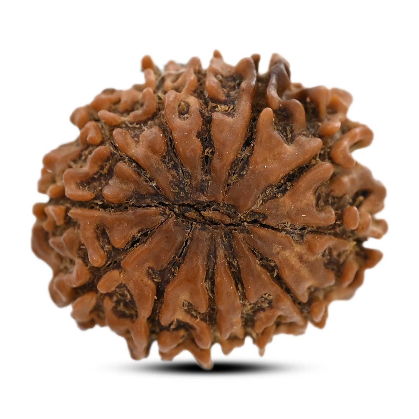 12 Mukhi Rudraksha (Nepal) 21.08 M.M.