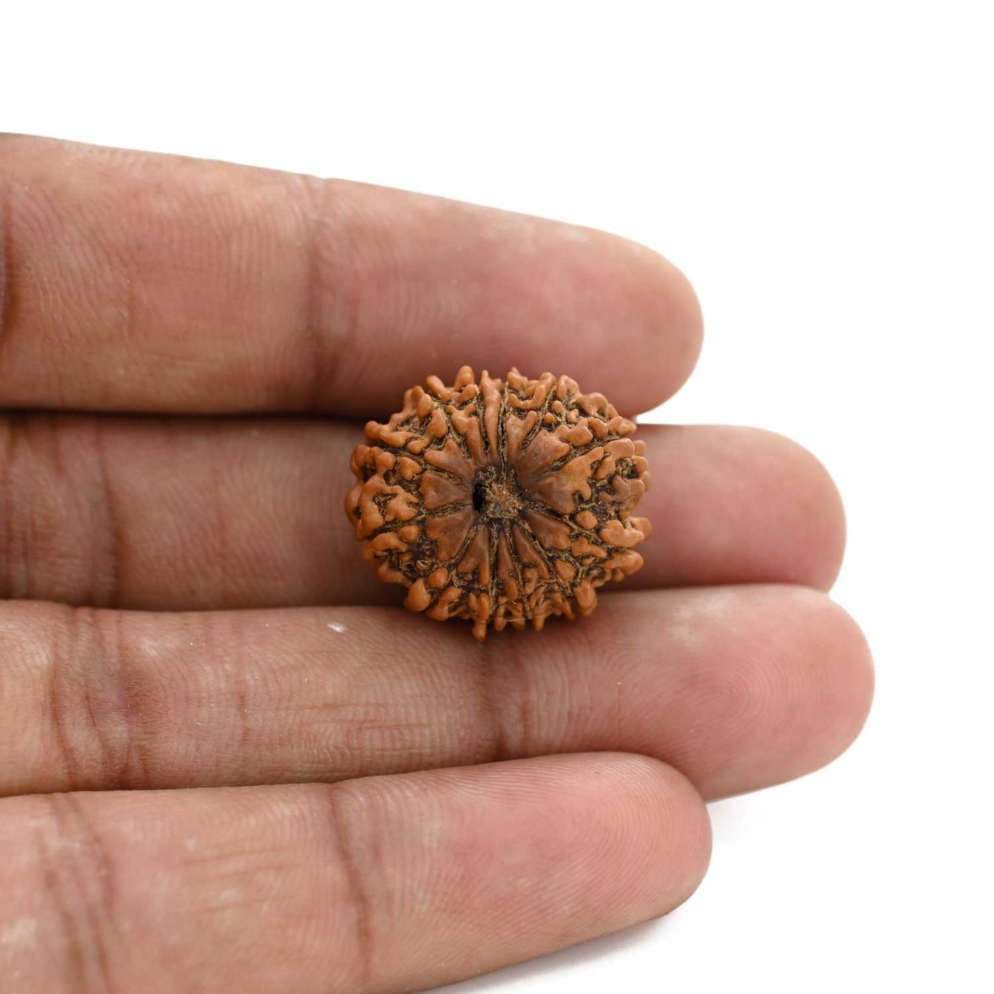 12 Mukhi Rudraksha (Nepal) 21.08 M.M.