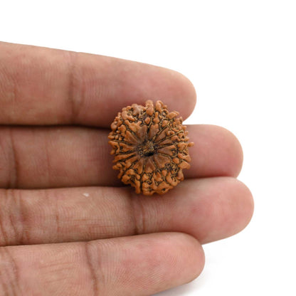12 Mukhi Rudraksha (Nepal) 21.08 M.M.