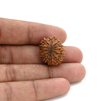 12 Mukhi Rudraksha (Nepal) 21.08 M.M.