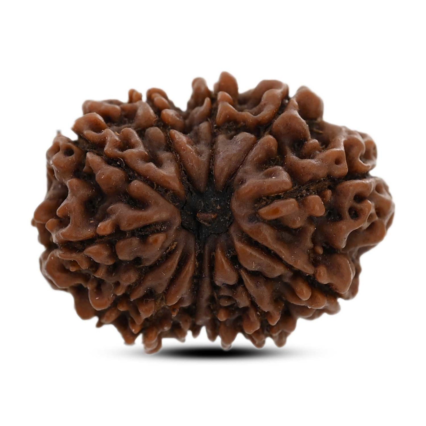 12 Mukhi Rudraksha (Nepal) 26.35 M.M.