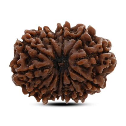 12 Mukhi Rudraksha (Nepal) 26.35 M.M.