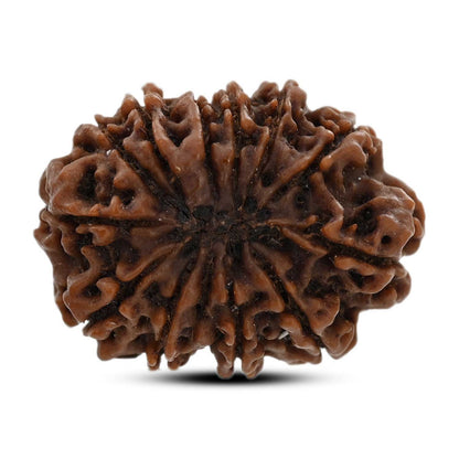 12 Mukhi Rudraksha (Nepal) 26.35 M.M.