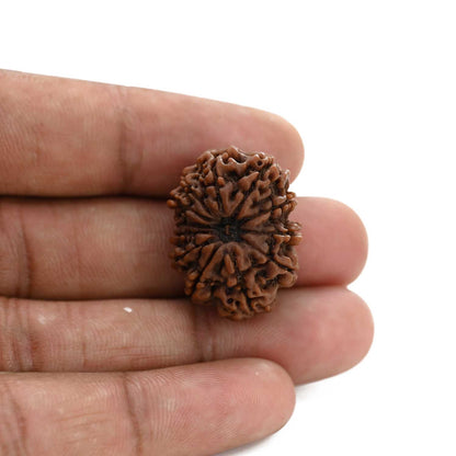 12 Mukhi Rudraksha (Nepal) 26.35 M.M.