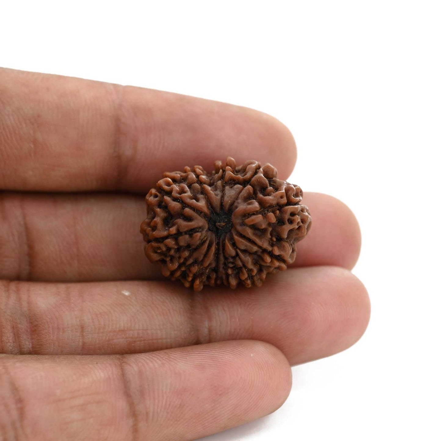 12 Mukhi Rudraksha (Nepal) 26.35 M.M.