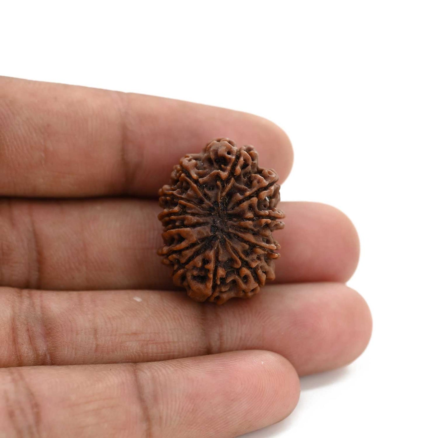 12 Mukhi Rudraksha (Nepal) 26.35 M.M.