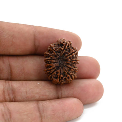 12 Mukhi Rudraksha (Nepal) 26.35 M.M.
