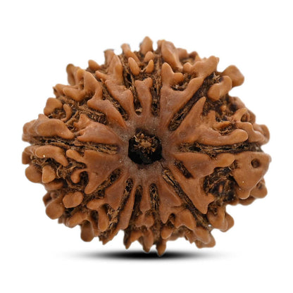 12 Mukhi Rudraksha (Nepal) 23.55 M.M.