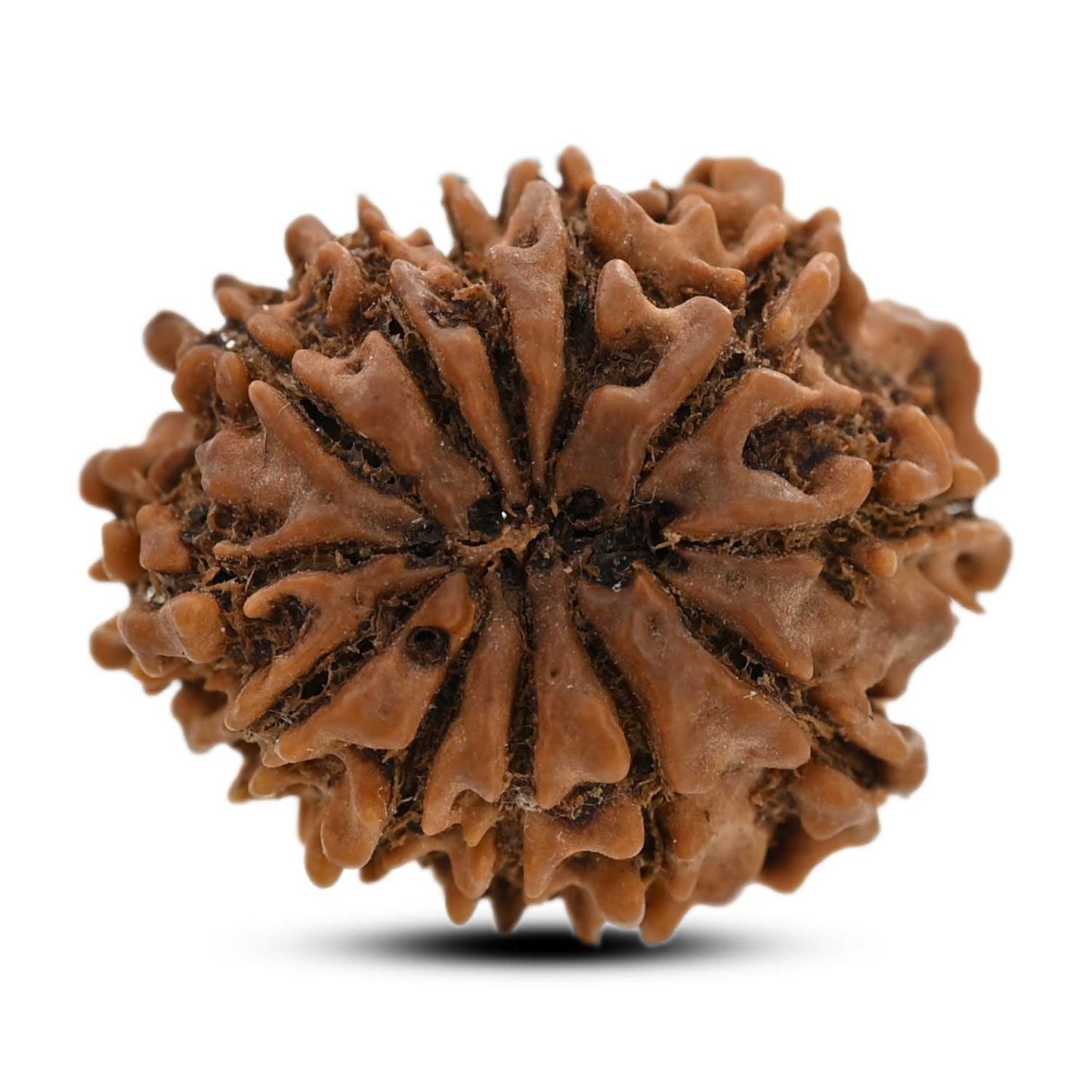 12 Mukhi Rudraksha (Nepal) 23.55 M.M.
