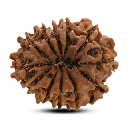 12 Mukhi Rudraksha (Nepal) 23.55 M.M.