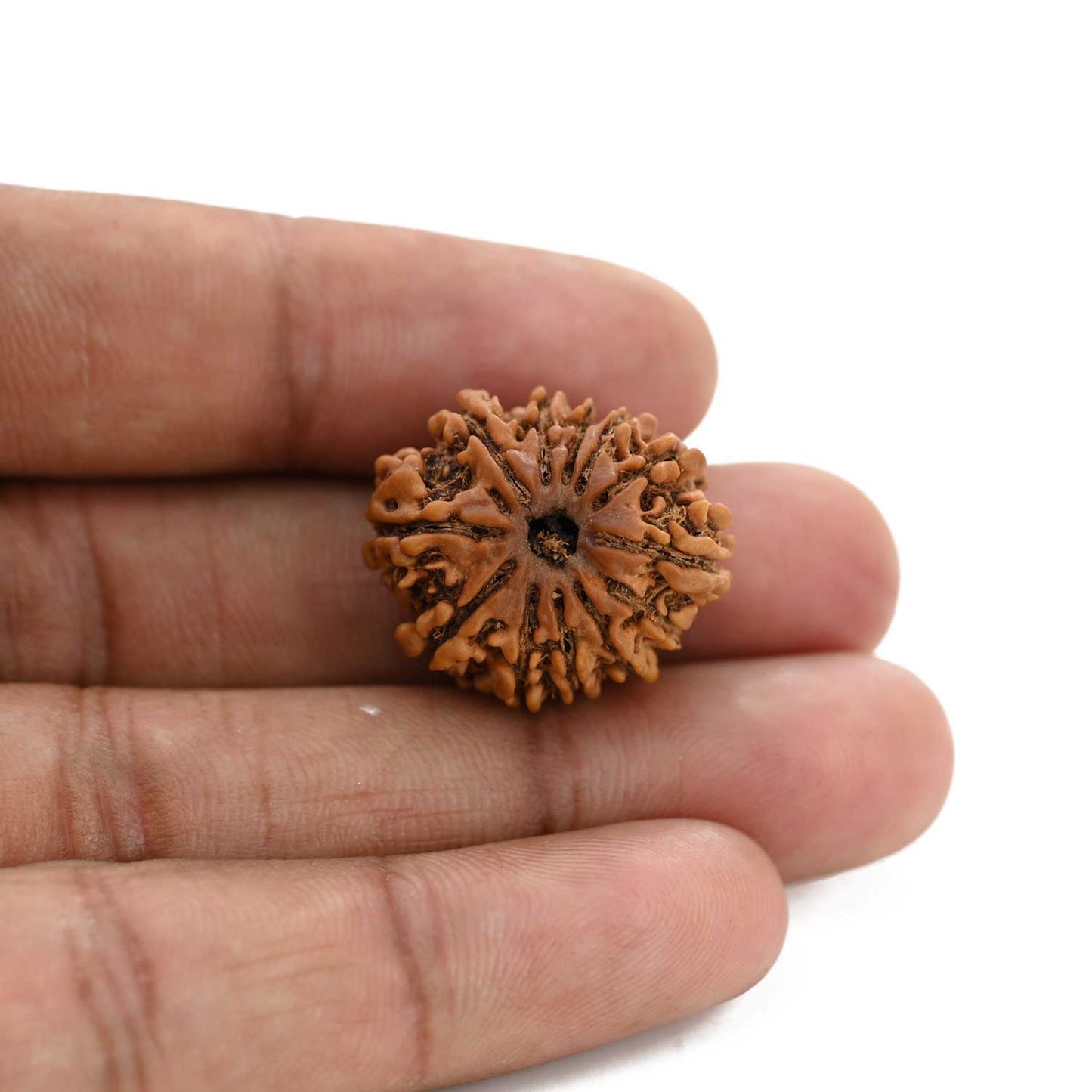 12 Mukhi Rudraksha (Nepal) 23.55 M.M.