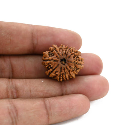 12 Mukhi Rudraksha (Nepal) 23.55 M.M.
