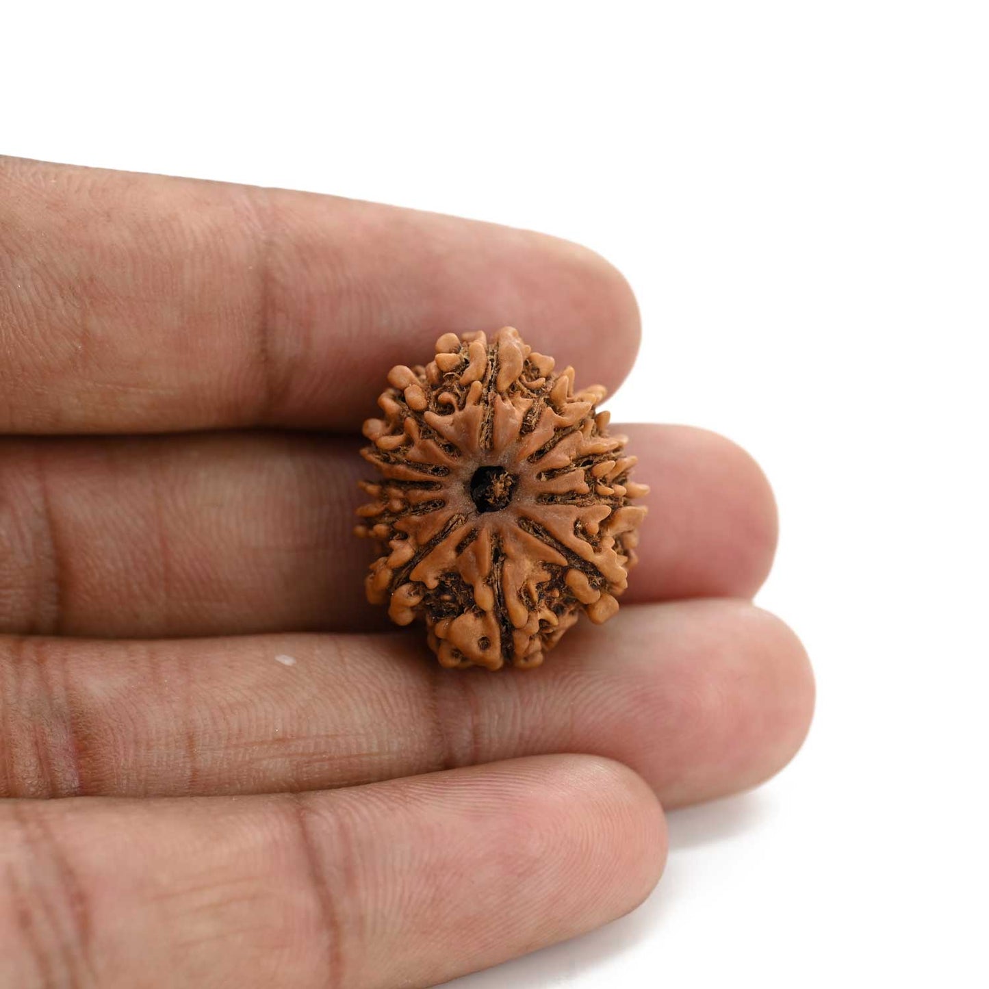 12 Mukhi Rudraksha (Nepal) 23.55 M.M.