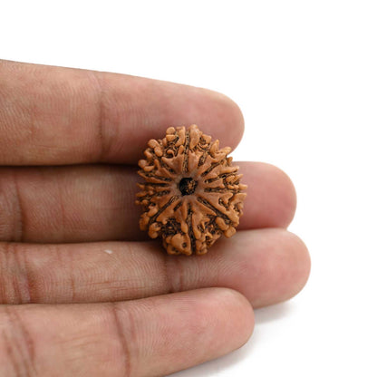 12 Mukhi Rudraksha (Nepal) 23.55 M.M.