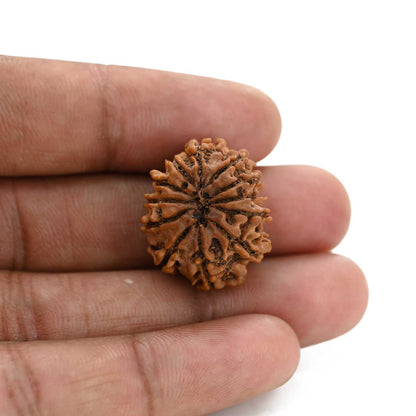 12 Mukhi Rudraksha (Nepal) 23.55 M.M.