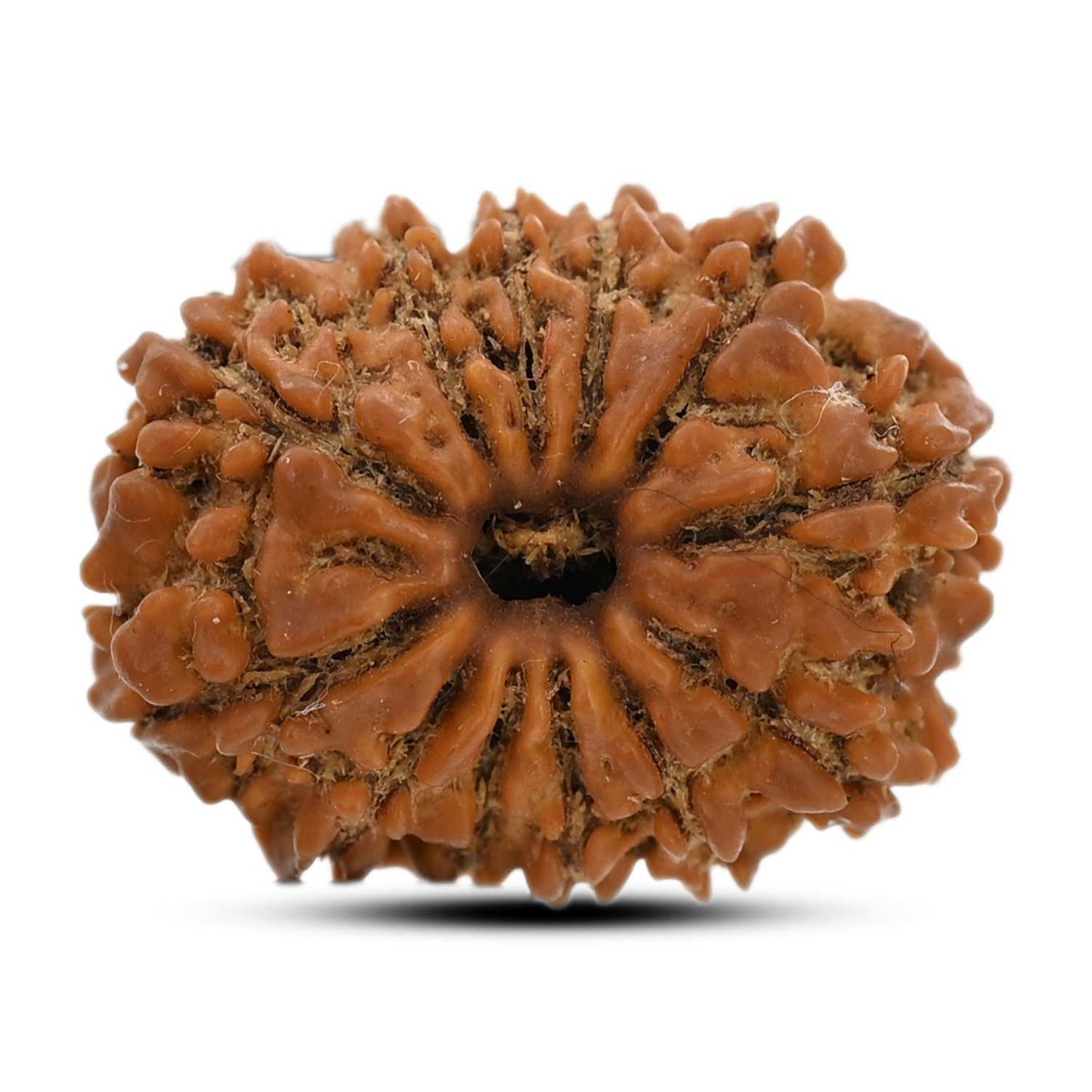 12 Mukhi Rudraksha (Nepal) 23.33 M.M.