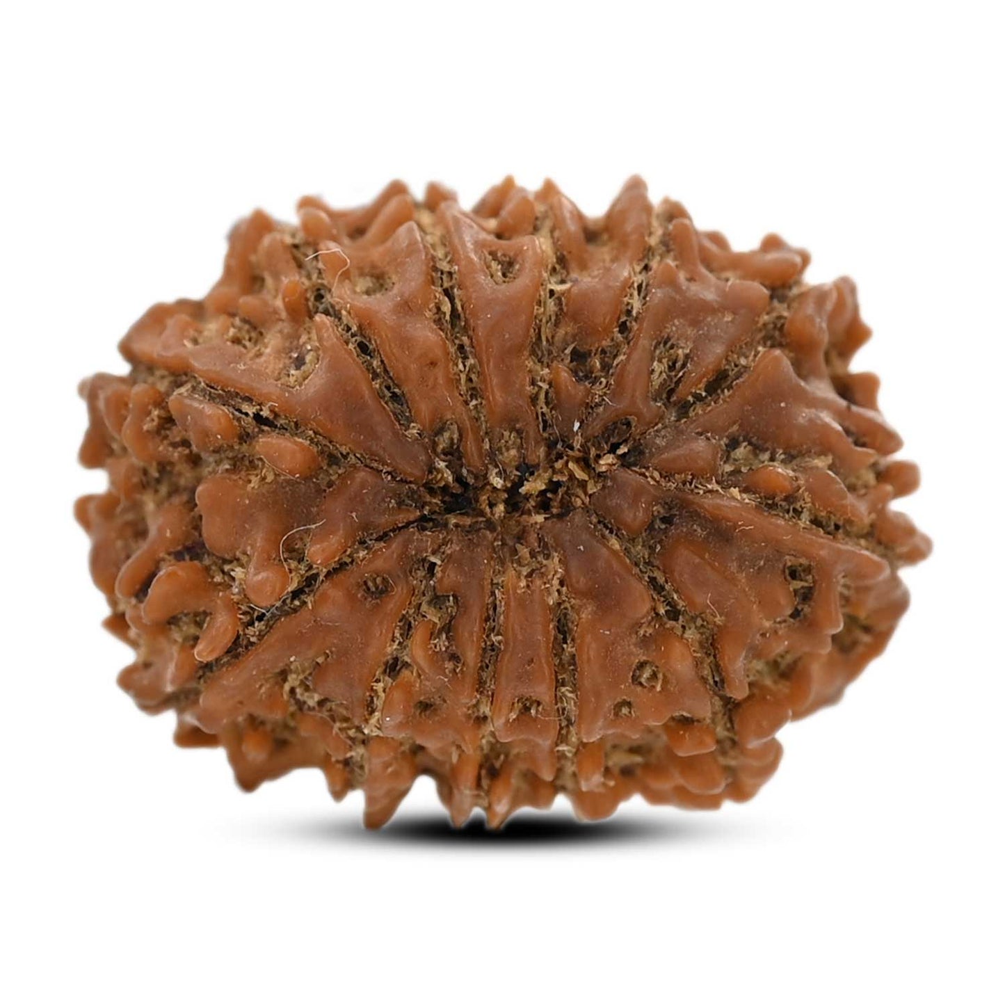 12 Mukhi Rudraksha (Nepal) 23.33 M.M.