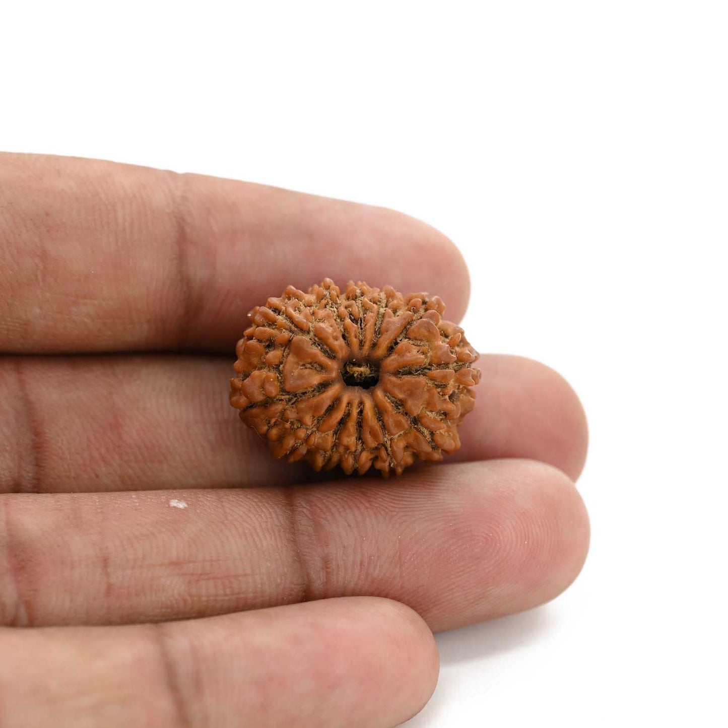 12 Mukhi Rudraksha (Nepal) 23.33 M.M.