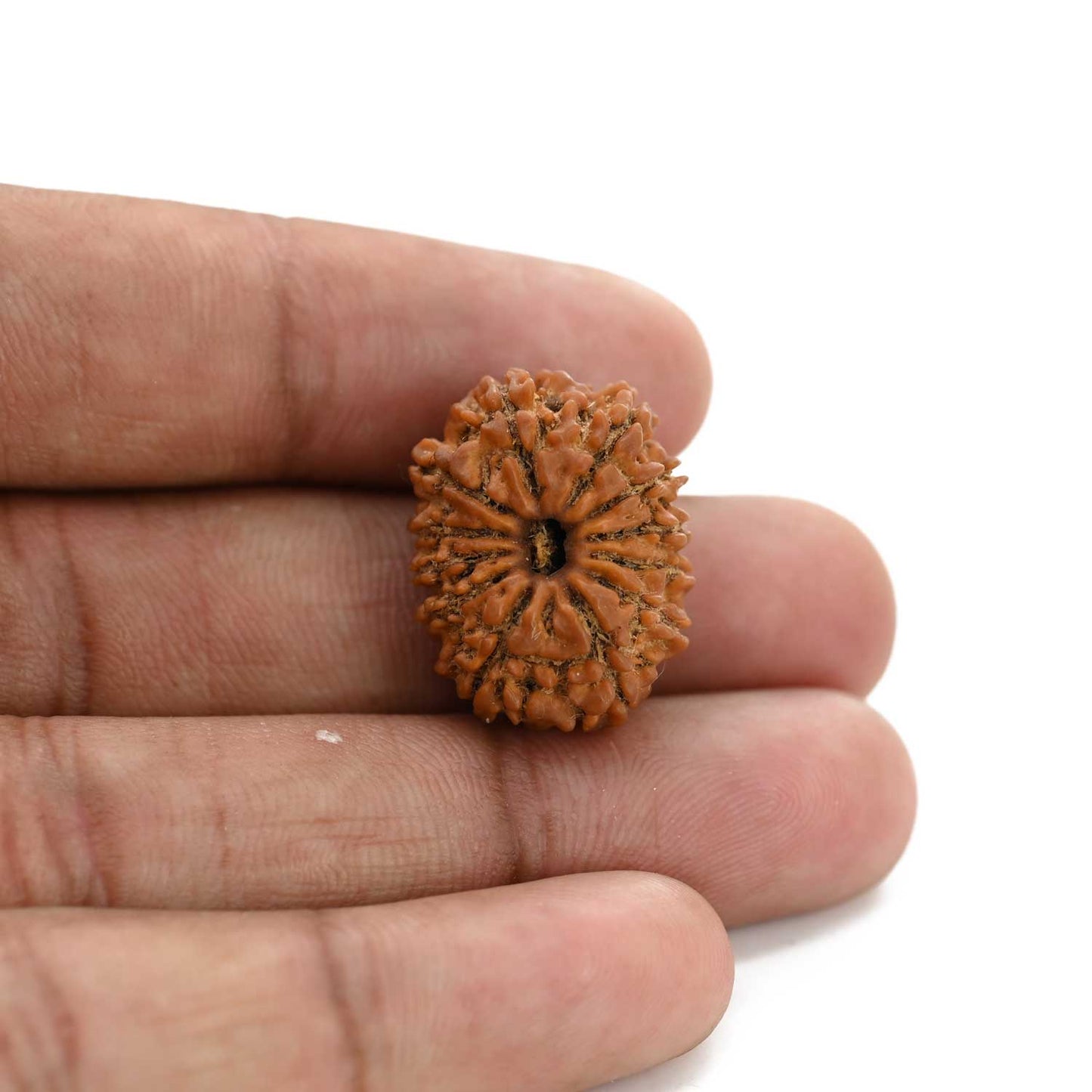 12 Mukhi Rudraksha (Nepal) 23.33 M.M.