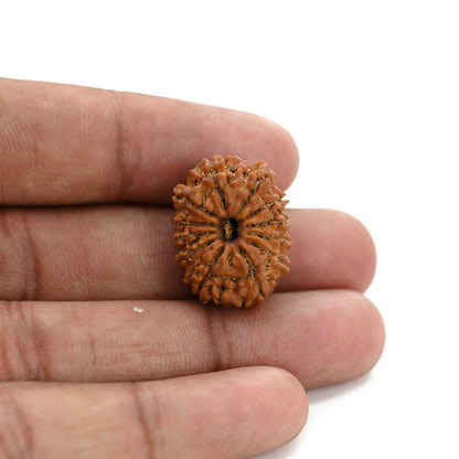 12 Mukhi Rudraksha (Nepal) 23.33 M.M.
