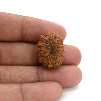 12 Mukhi Rudraksha (Nepal) 23.33 M.M.