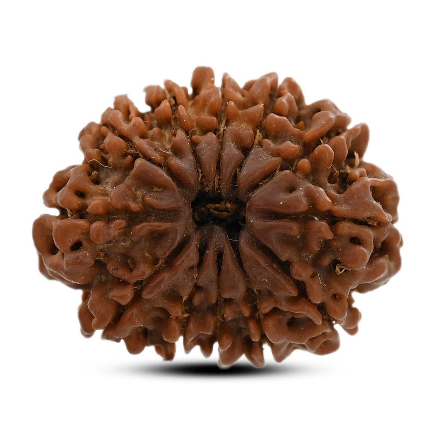 12 Mukhi Rudraksha (Nepal) 23.56 M.M.