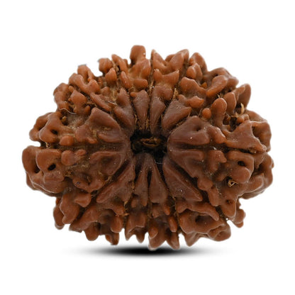 12 Mukhi Rudraksha (Nepal) 23.56 M.M.