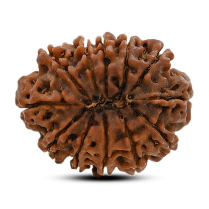 12 Mukhi Rudraksha (Nepal) 23.56 M.M.